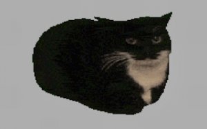 Rotating Feline Speed Challenge